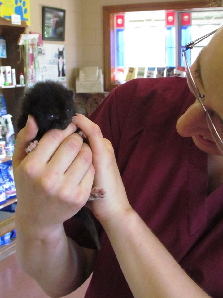 Kitten Care in Mowbray