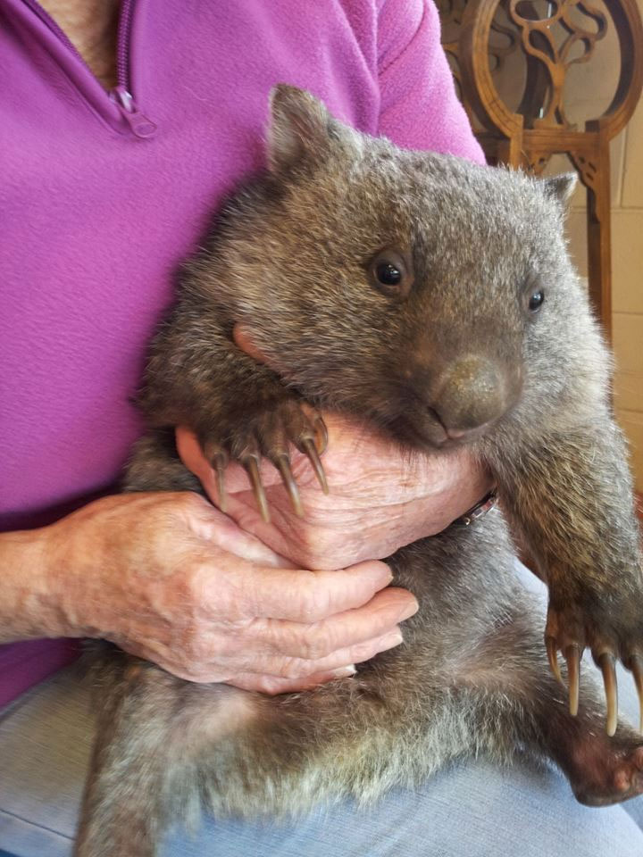 Veterinary Clinic in Mowbray