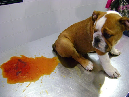 Canine Parvovirus in Australia Mowbray Veterinary Clinic