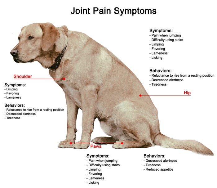 Arthritis in dogs legs treatment hotsell